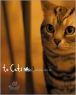 to Cats �����̿��Գ��� ���� 16�� ����(����)(ūå/�÷�)(�ֻ��)